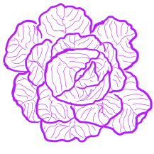 Hand-sketched monochrome cabbage in a magenta hue- Cabbages and Kings