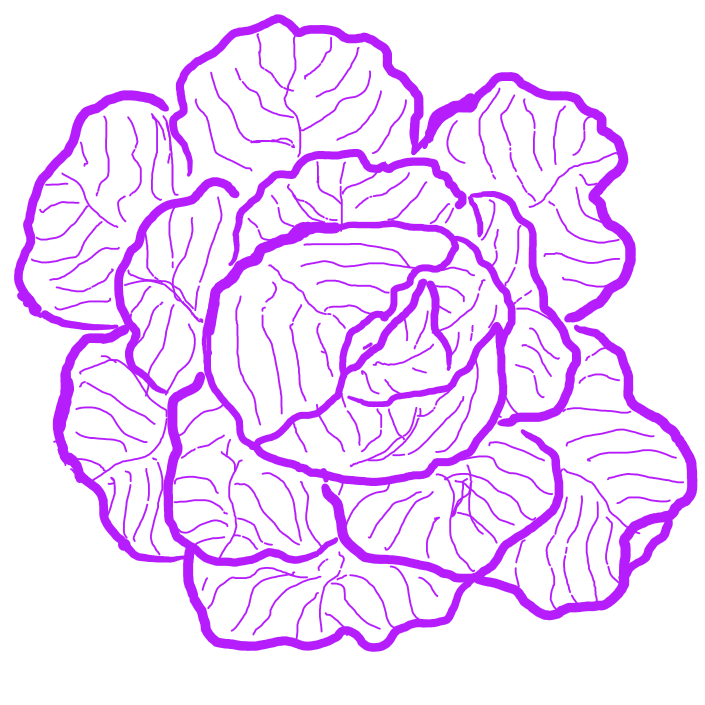 Hand-sketched monochrome cabbage in a magenta hue- Cabbages and Kings
